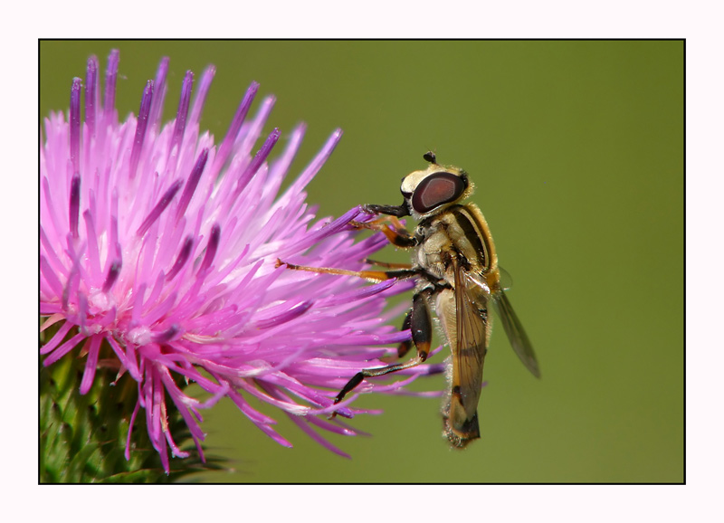 Gemeine Sonnenschwebfliege (Helophilus pendulus)