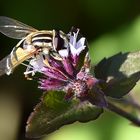 Gemeine Sonnenschwebfliege (Helophilus pendulus)