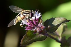 Gemeine Sonnenschwebfliege (Helophilus pendulus)