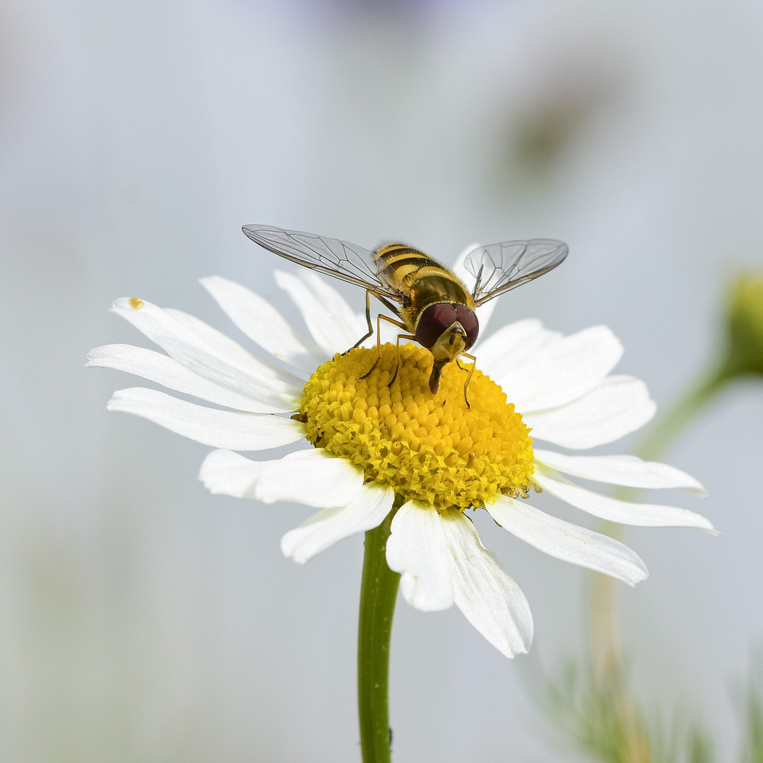 Gemeine Sonnenschwebfliege (Helophilus pendulus)