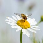 Gemeine Sonnenschwebfliege (Helophilus pendulus)