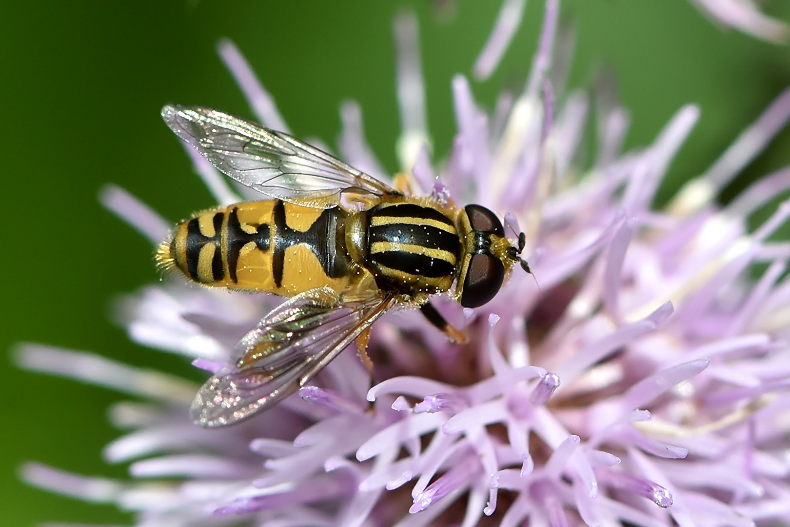 Gemeine Sonnenschwebfliege (Helophilus pendulus)