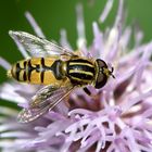 Gemeine Sonnenschwebfliege (Helophilus pendulus)