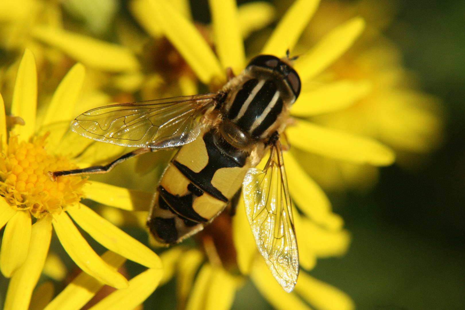 Gemeine Sonnenschwebfliege (Helophilus pendulus)