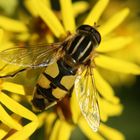 Gemeine Sonnenschwebfliege (Helophilus pendulus)