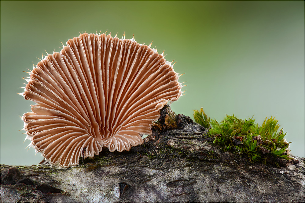 Gemeine Spaltblättling (Schizophyllum commune) #4