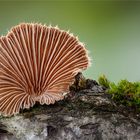 Gemeine Spaltblättling (Schizophyllum commune) #4