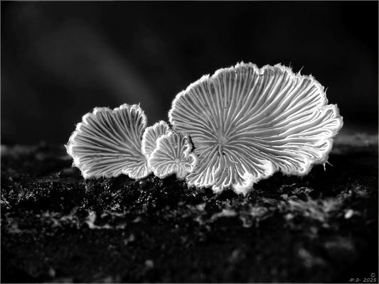 'Gemeine Spaltblättlinge' ...