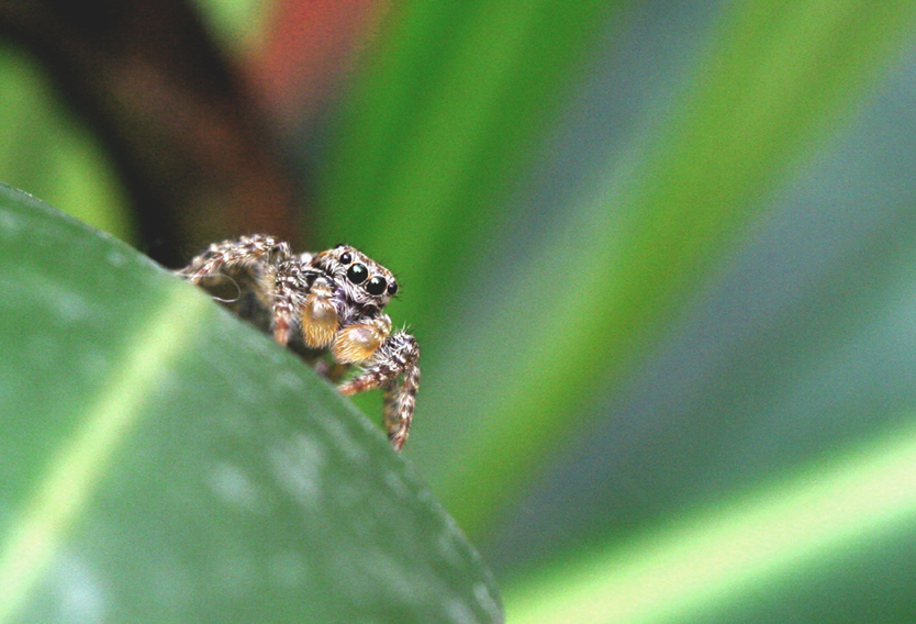 Gemeine Springspinne auf Oleander