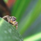 Gemeine Springspinne auf Oleander