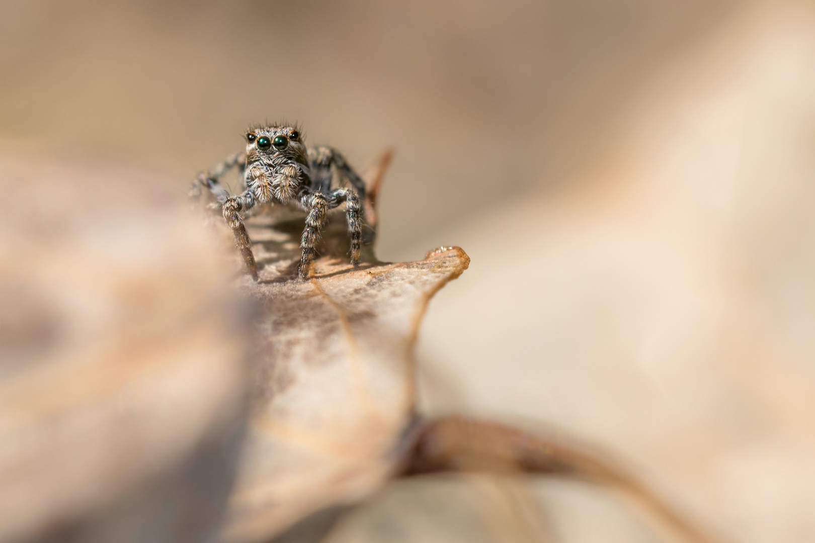 Gemeine Springspinne (Evarcha falcata syn. Evarcha flammata) syn. Sichel-Springspinne