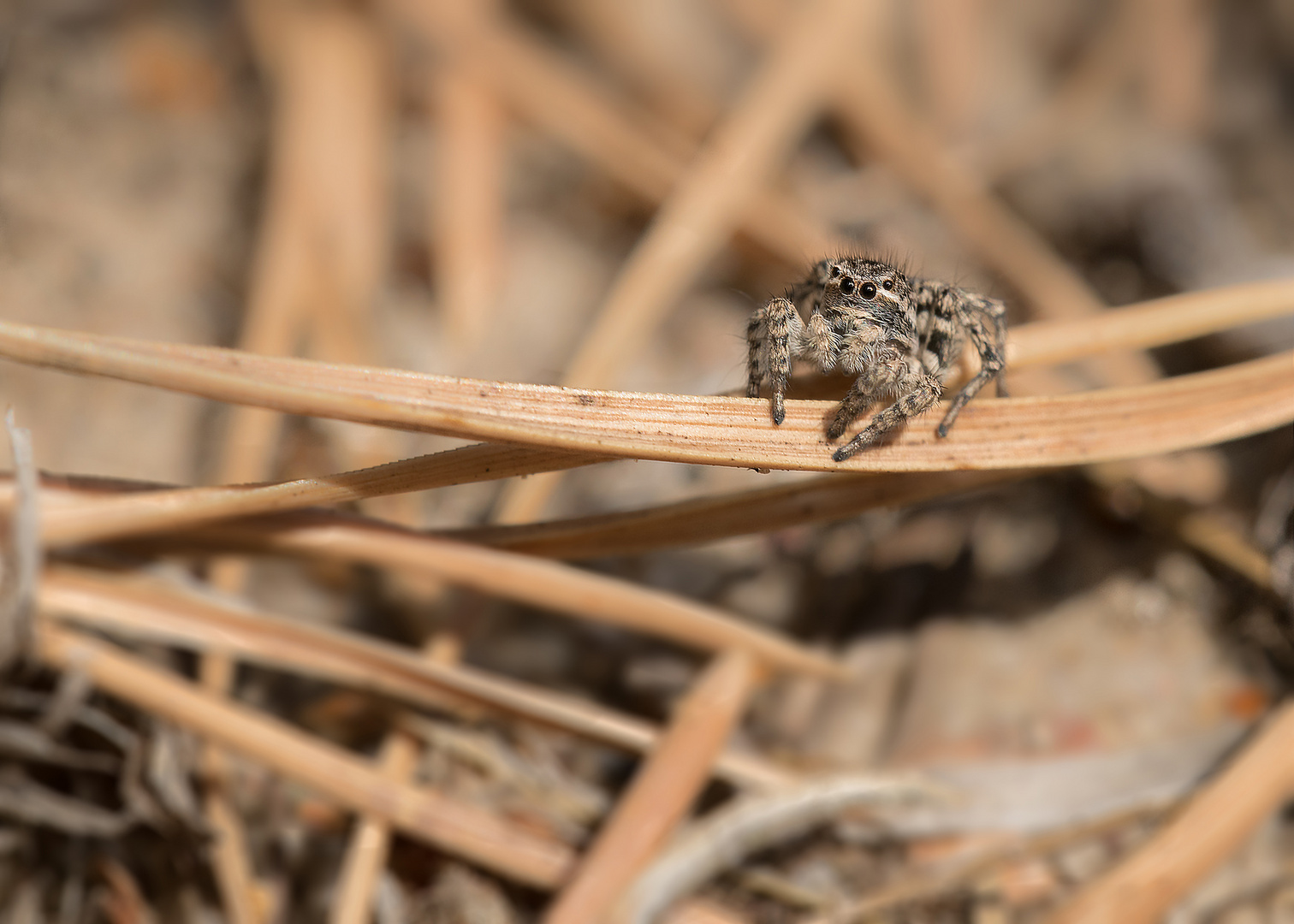 Gemeine Springspinne (Evarcha falcata syn. Evarcha flammata) syn. Sichel-Springspinne