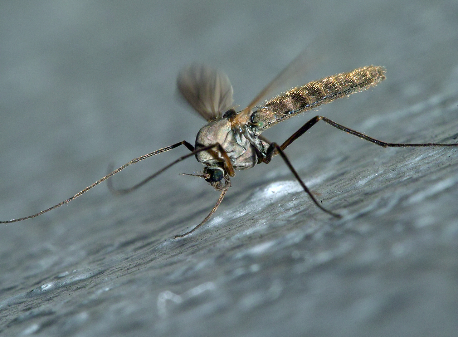 Gemeine Stechmücke Foto & Bild tiere, wildlife, insekten Bilder auf