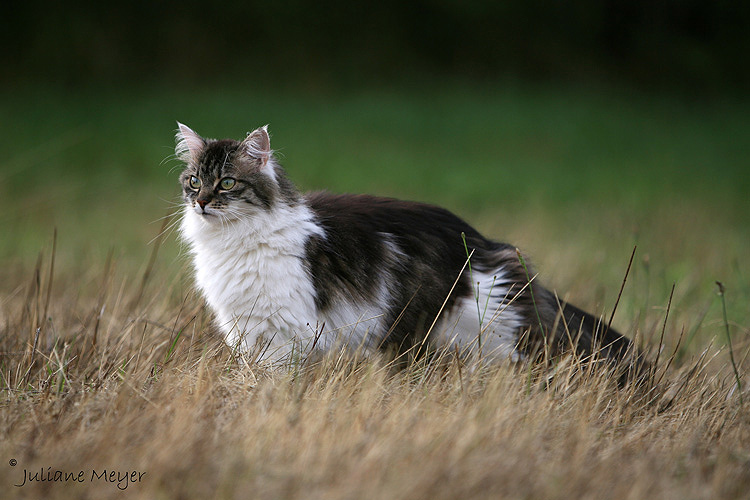 Gemeine Steppenkatze