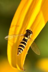 Gemeine Stiftschwebfliege