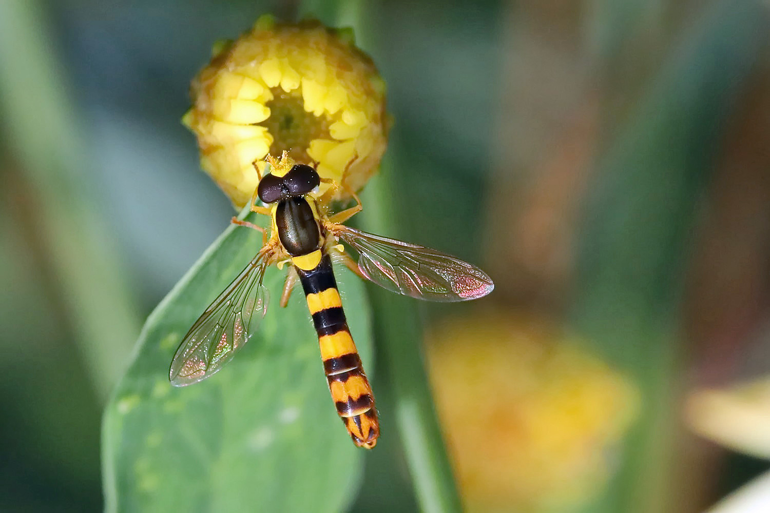 Gemeine Stiftschwebfliege