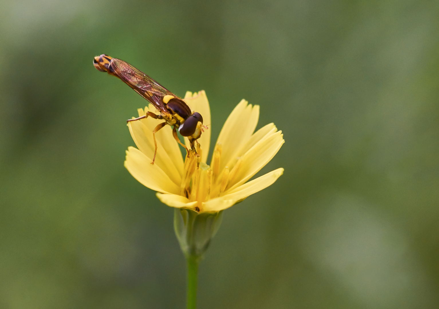 Gemeine Stiftschwebfliege