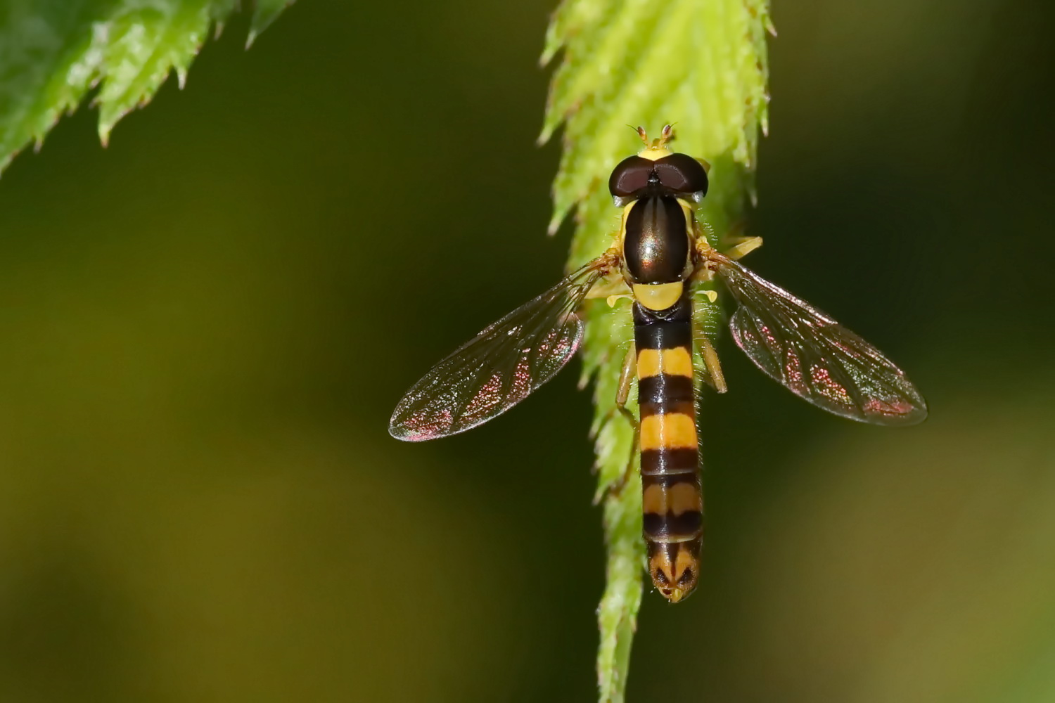 Gemeine Stiftschwebfliege