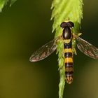 Gemeine Stiftschwebfliege