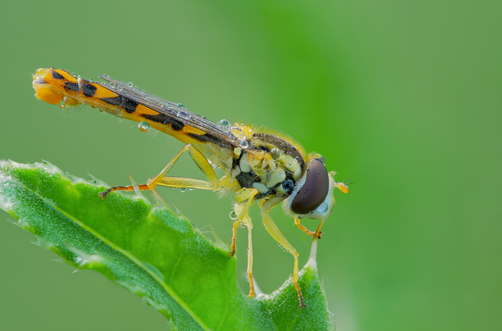 Gemeine Stiftschwebfliege 