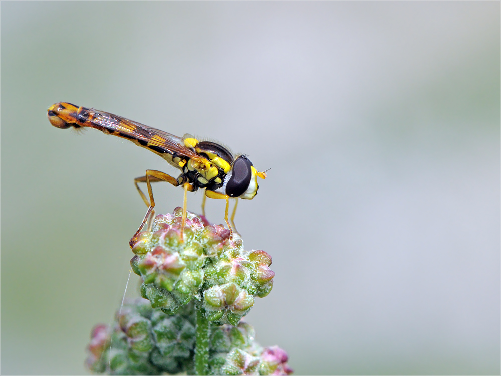 Gemeine Stiftschwebfliege