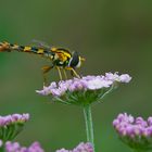 Gemeine Stiftschwebfliege