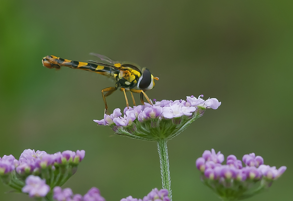 Gemeine Stiftschwebfliege