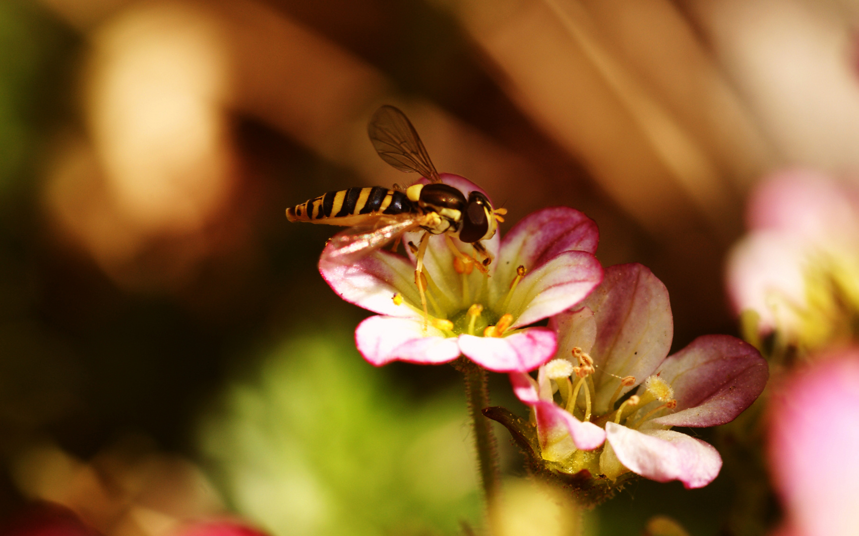 Gemeine Stiftschwebfliege auf Blume