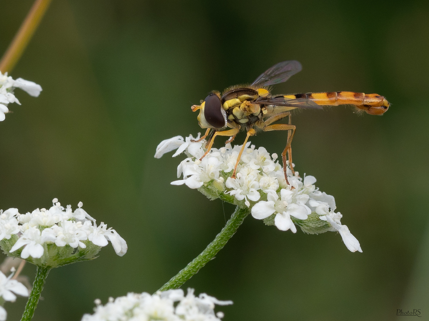 Gemeine Stiftschwebfliege