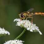 Gemeine Stiftschwebfliege