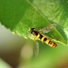 Gemeine Stiftschwebfliege (Sphaerophoria scripta)