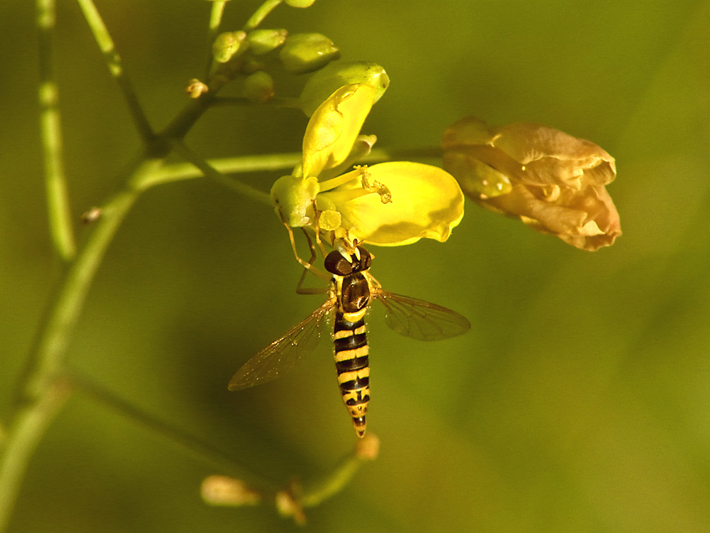 gemeine Stiftschwebfliege, Sphaerophoria scripta