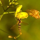 gemeine Stiftschwebfliege, Sphaerophoria scripta