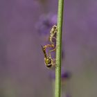 Gemeine Stiftschwebfliege (Sphaerophoria scripta)