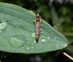 Gemeine Stiftschwebfliege (Sphaerophoria scripta)