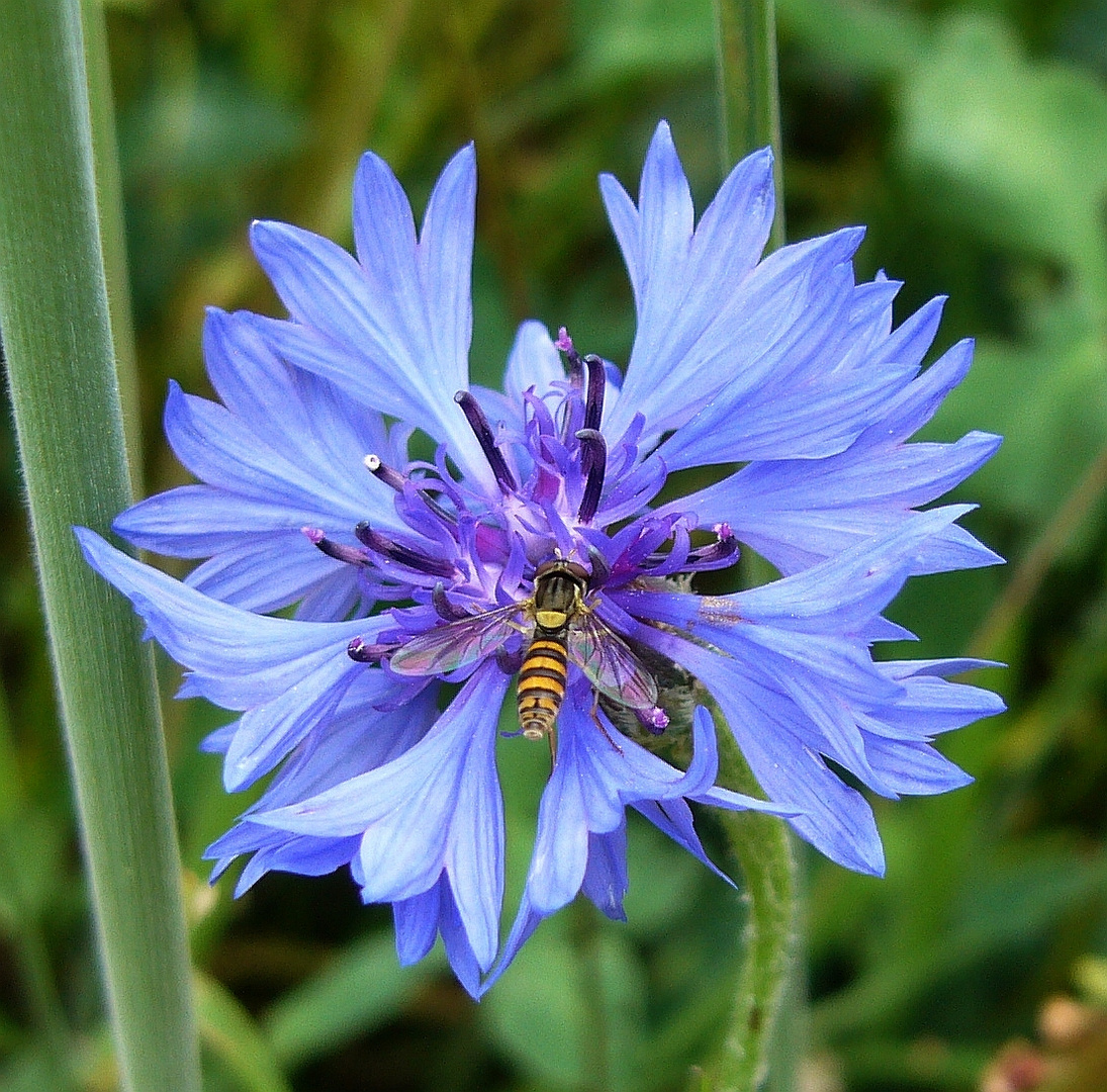 Gemeine Stiftschwebfliege (Sphaerophoria scripta) auf einer Kornblume