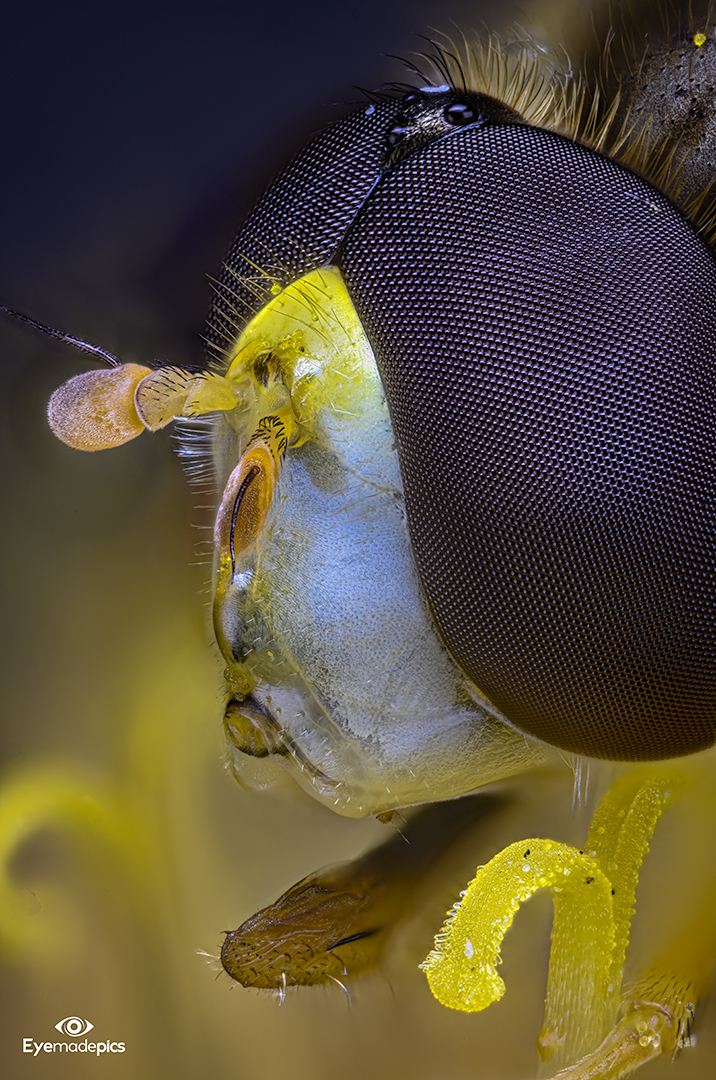 Gemeine Stiftschwebfliege (Sphaerophoria scripta)