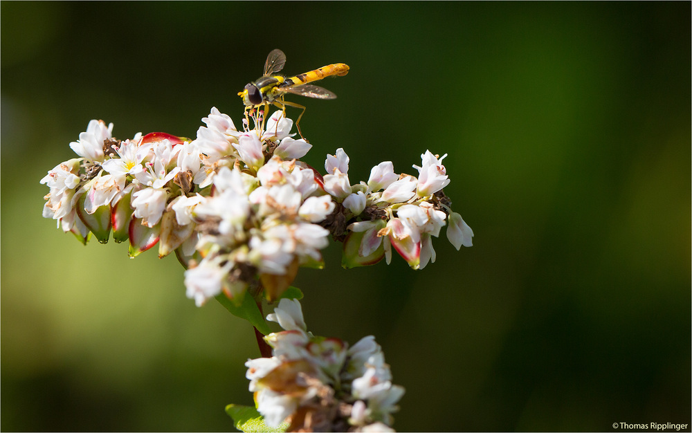 Gemeine Stiftschwebfliege (Sphaerophoria Skripta)