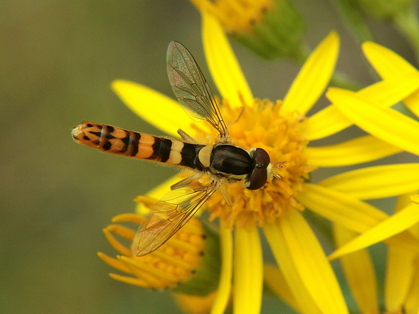 Gemeine Stiftschwebfliege_Sphaerophoria scripta