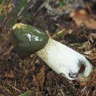 Gemeine Stinkmorchel (Phallus impudicus) 