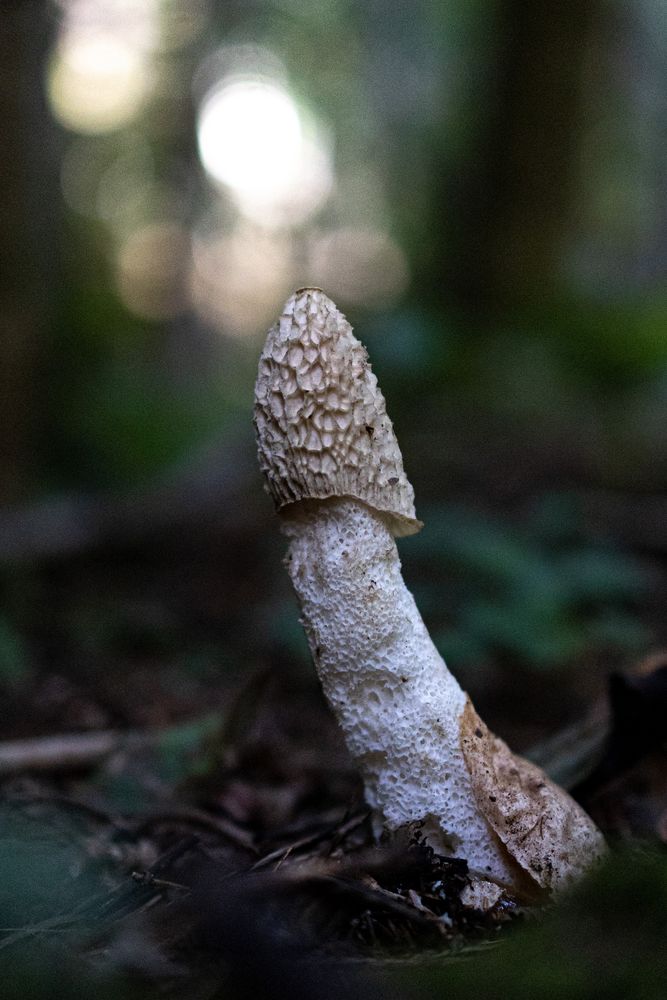 Gemeine Stinkmorchel (Phallus impudicus)