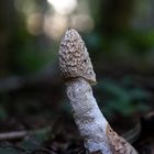 Gemeine Stinkmorchel (Phallus impudicus)