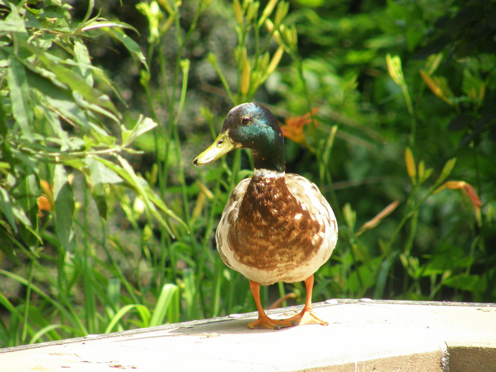 Gemeine ? Stockente