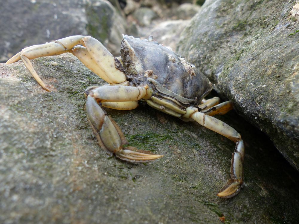 Gemeine Strandkrabbe