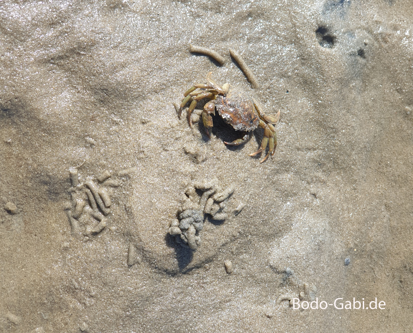 Gemeine Strandkrabbe