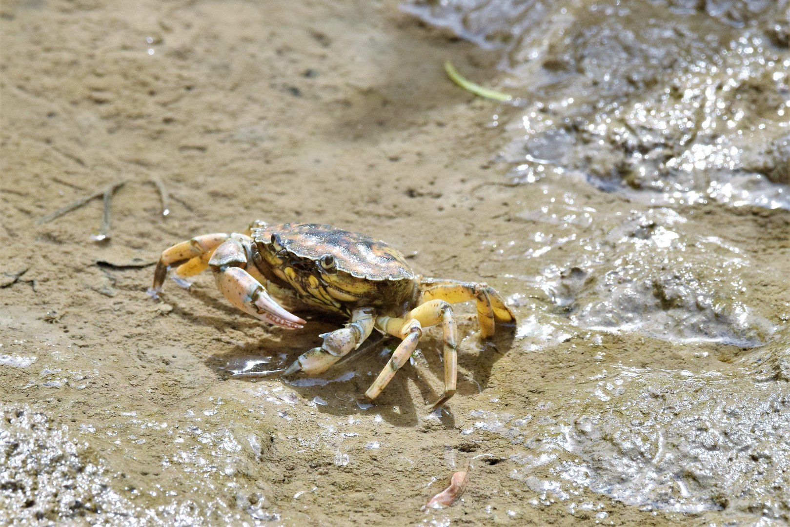 Gemeine Strandkrabbe