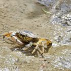 Gemeine Strandkrabbe