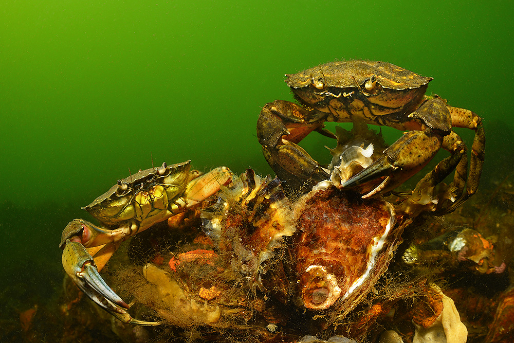 Gemeine Strandkrabbe (Carcinus maenas),