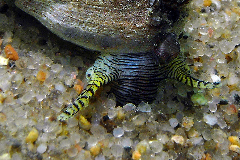 Gemeine Strandschnecke