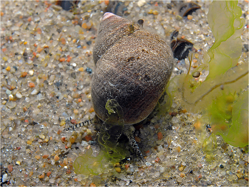 Gemeine Strandschnecke